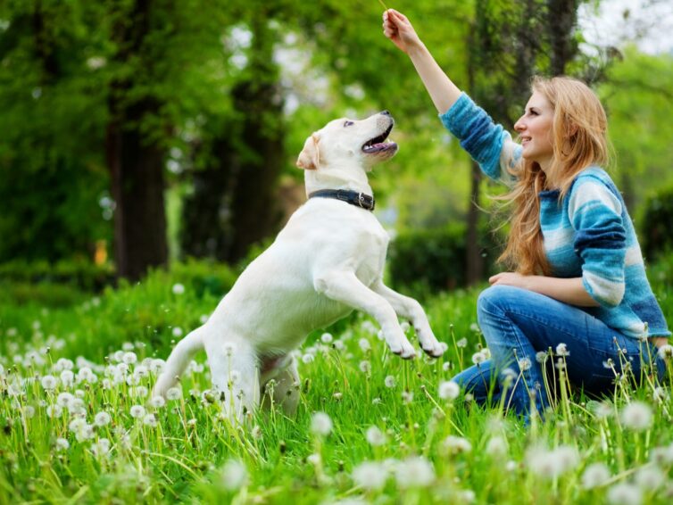 DogTech: Neveljük felelősséggel a kutyát!