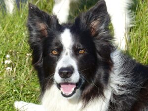 Border Collie